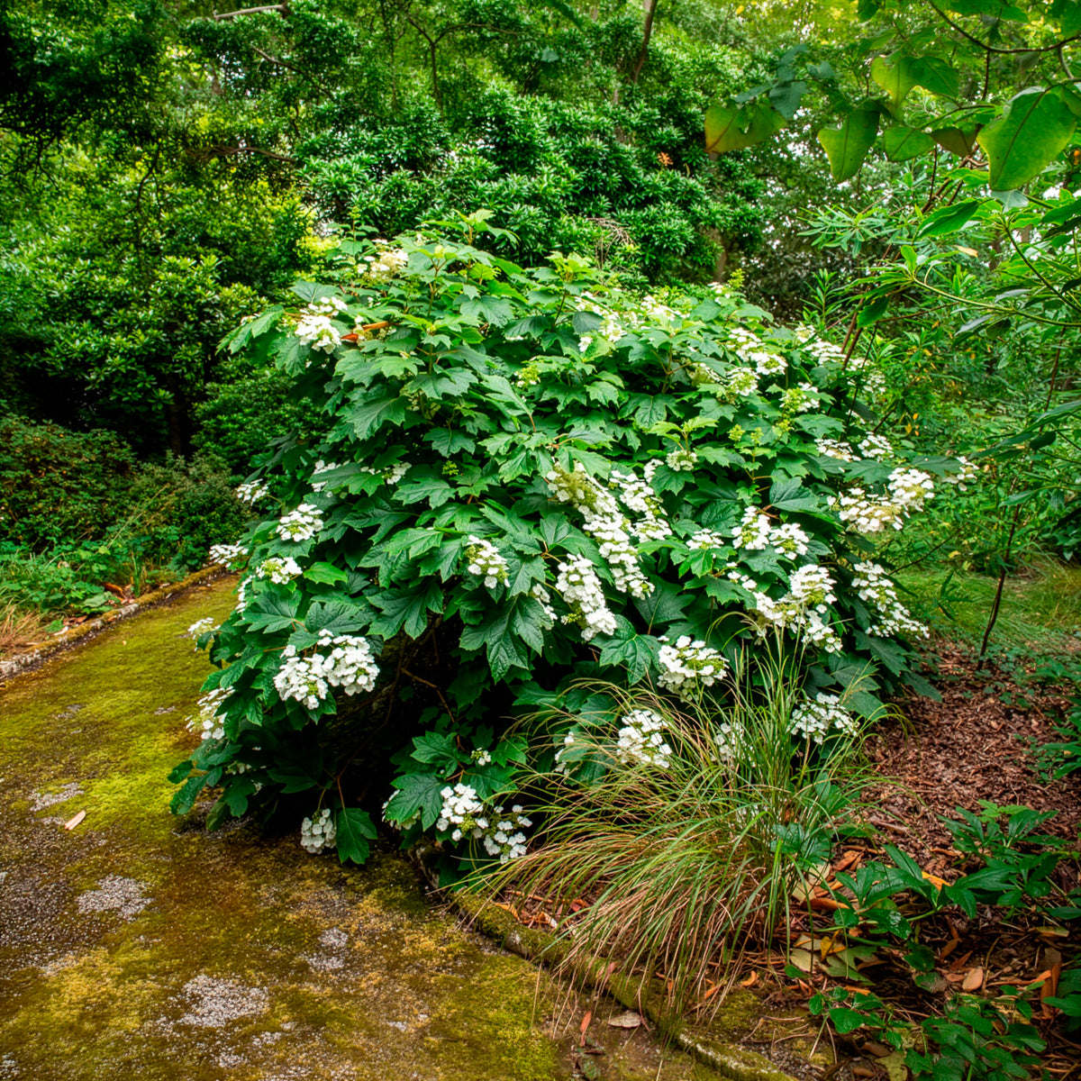 Eikenbladhortensia