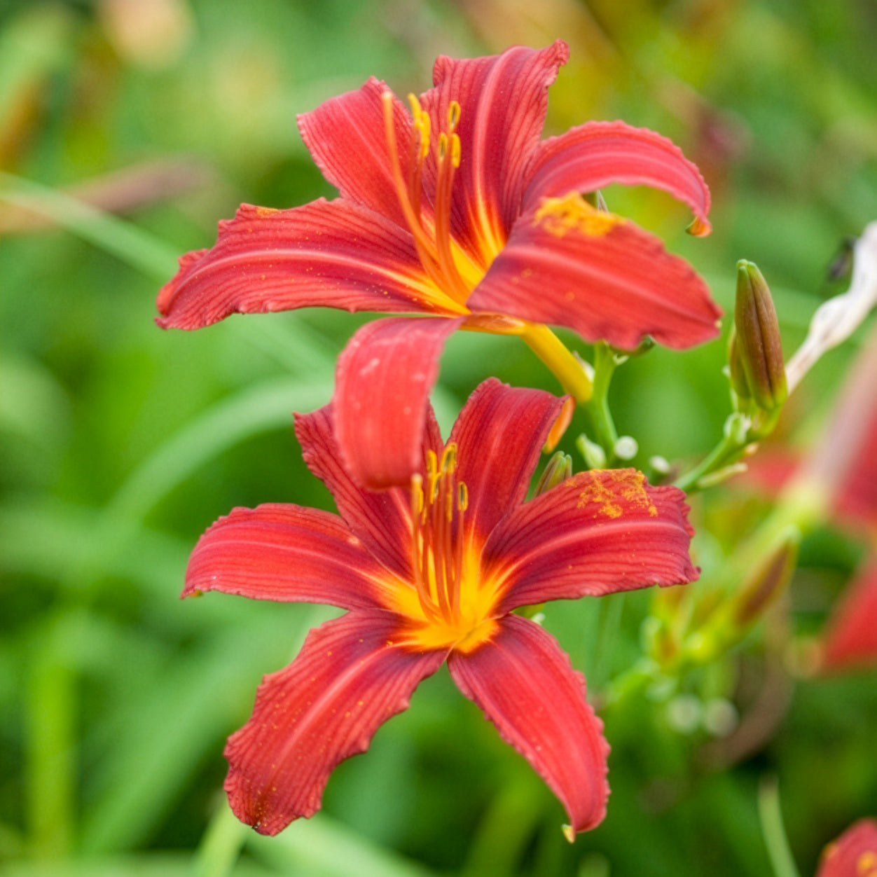Daglelie Crimson Pirate - Hemerocallis - Daglelie - Bakker
