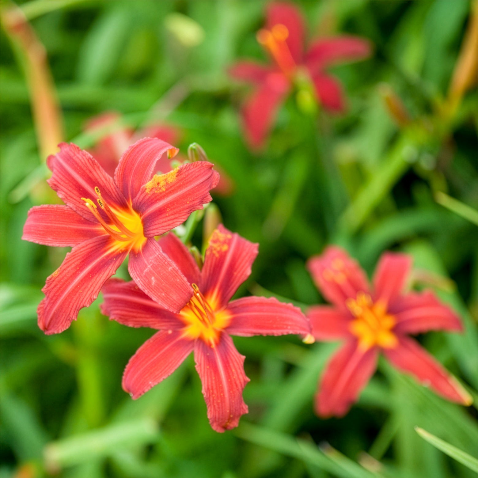 Verkoop Daglelie Crimson Pirate - Hemerocallis - Daglelie