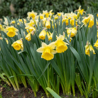 Narcissen 'Goblet' (x10) - Narcissus goblet - Bakker