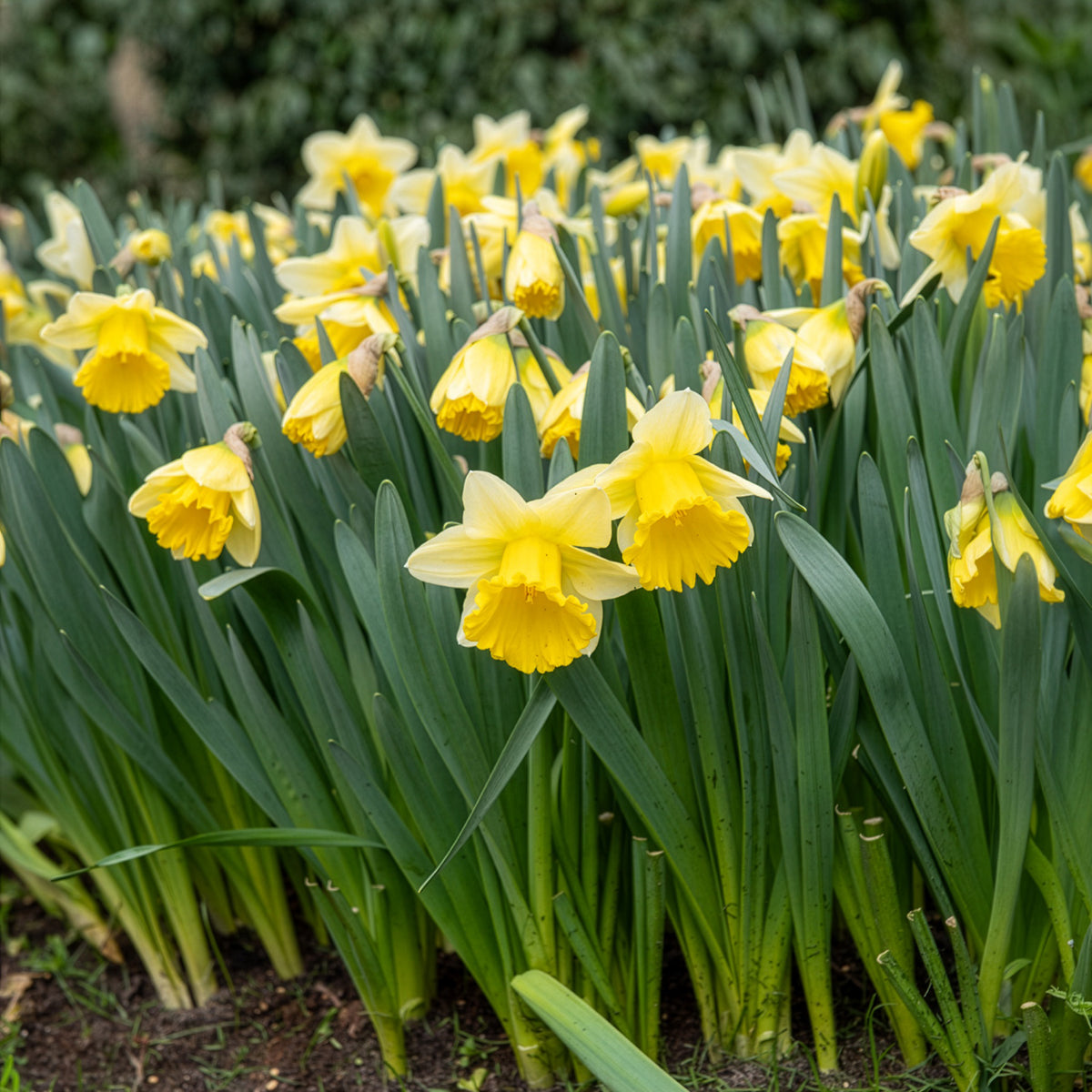 Narcissen 'Goblet' (x10) - Narcissus goblet - Bakker