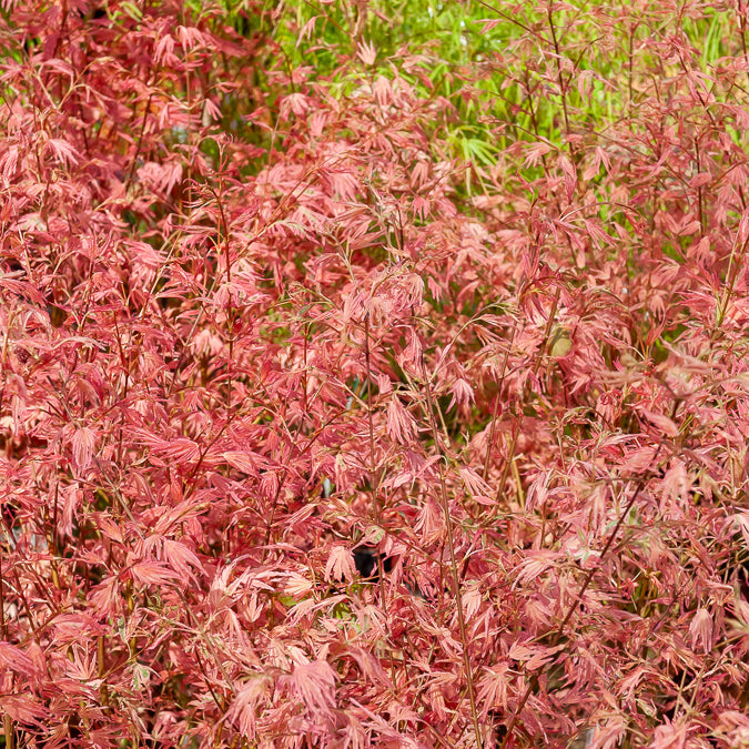 Japanse esdoorn 'Taylor' - Acer palmatum taylor - Bakker