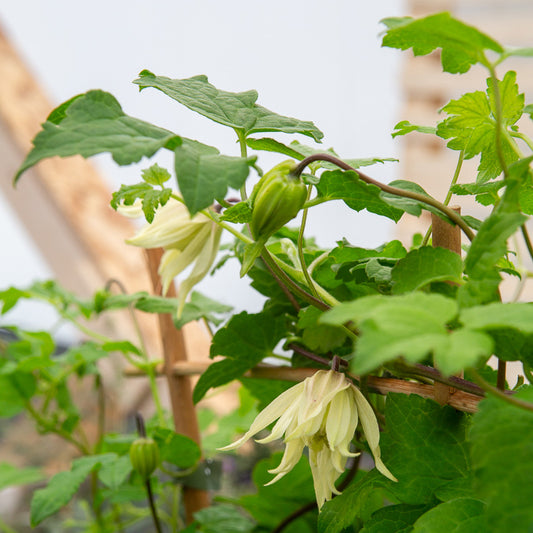 Bosrank 'Amber' - Bakker