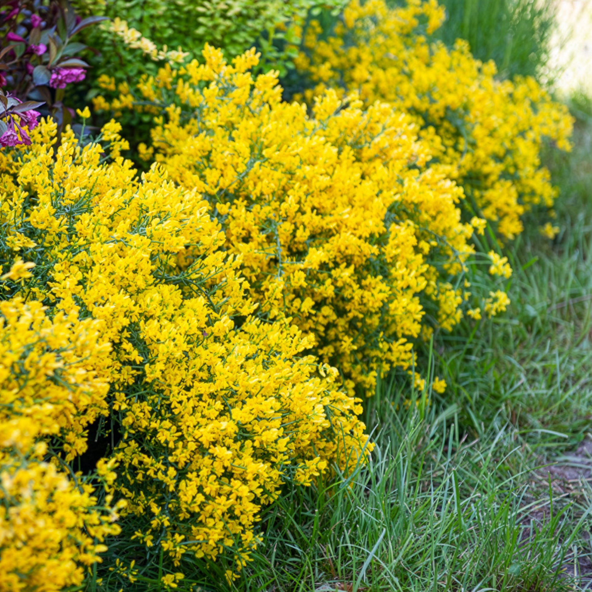 Genista lydia - Heidebrem - Heesters