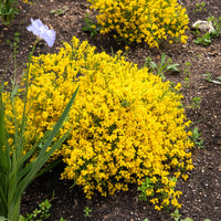 Heidebrem - Genista lydia - Bakker