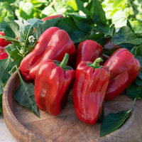 Paprika 'Lamuyo'