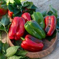 Paprika 'Lamuyo'