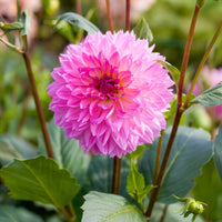 Dahlia  - Dahlia 'Sakura Fubuki' (x3) - Dahlia sakura fubuki