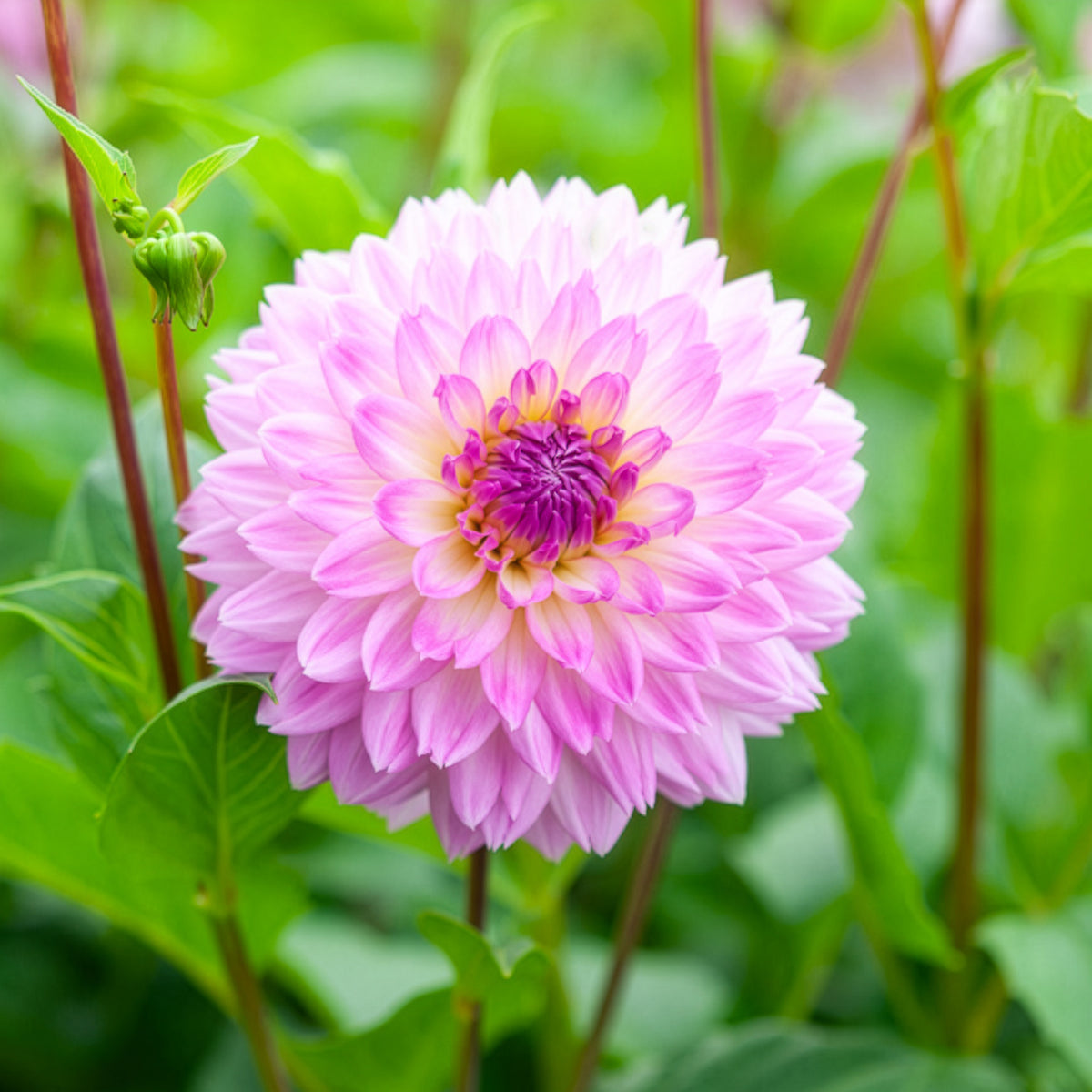 Dahlia 'Sakura Fubuki' (x3) - Dahlia sakura fubuki - Bakker