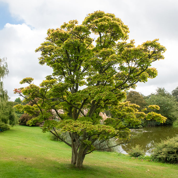 Japanese gele Esdoorn - Acer shirasawanum aureum - Bakker