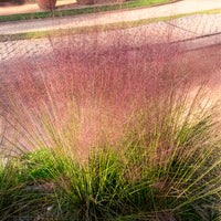 Verkoop Muhlenbergia - roze (x2) - Muhlenbergia capillaris