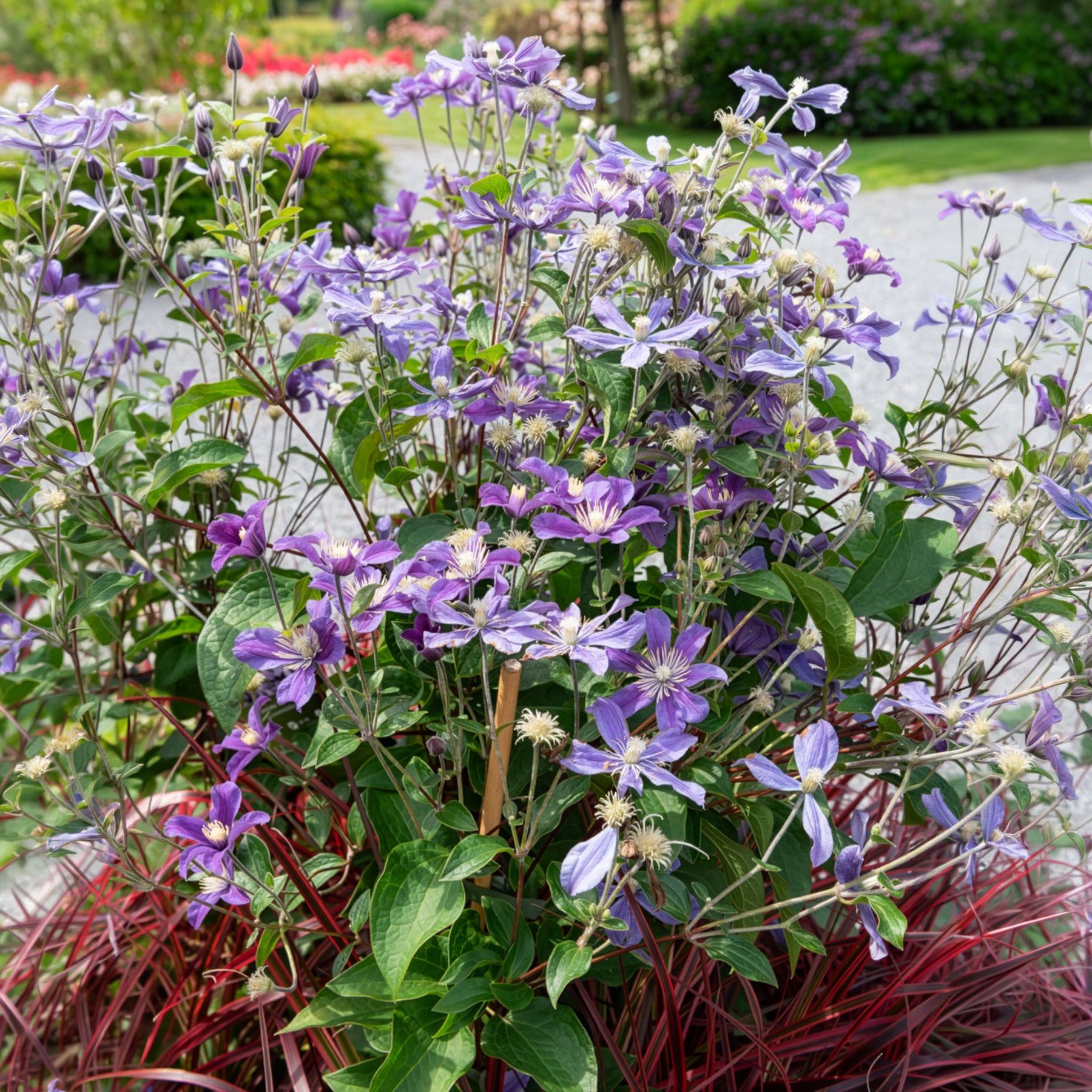 Bodembedekkende Bosrank Arabella - Clematis arabella - Bakker
