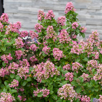 Escallonia 'Pink Elle' - Escallonia laevis Pink Elle - Bakker