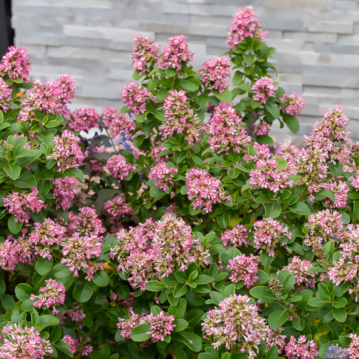 Escallonia 'Pink Elle' - Escallonia laevis Pink Elle - Bakker