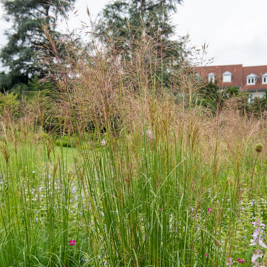 Vingergras 'Heavy Metal' (x3) - Bakker