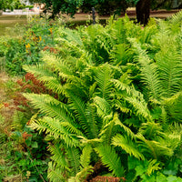 Struisvaren (x2) - Vaste planten - Bakker