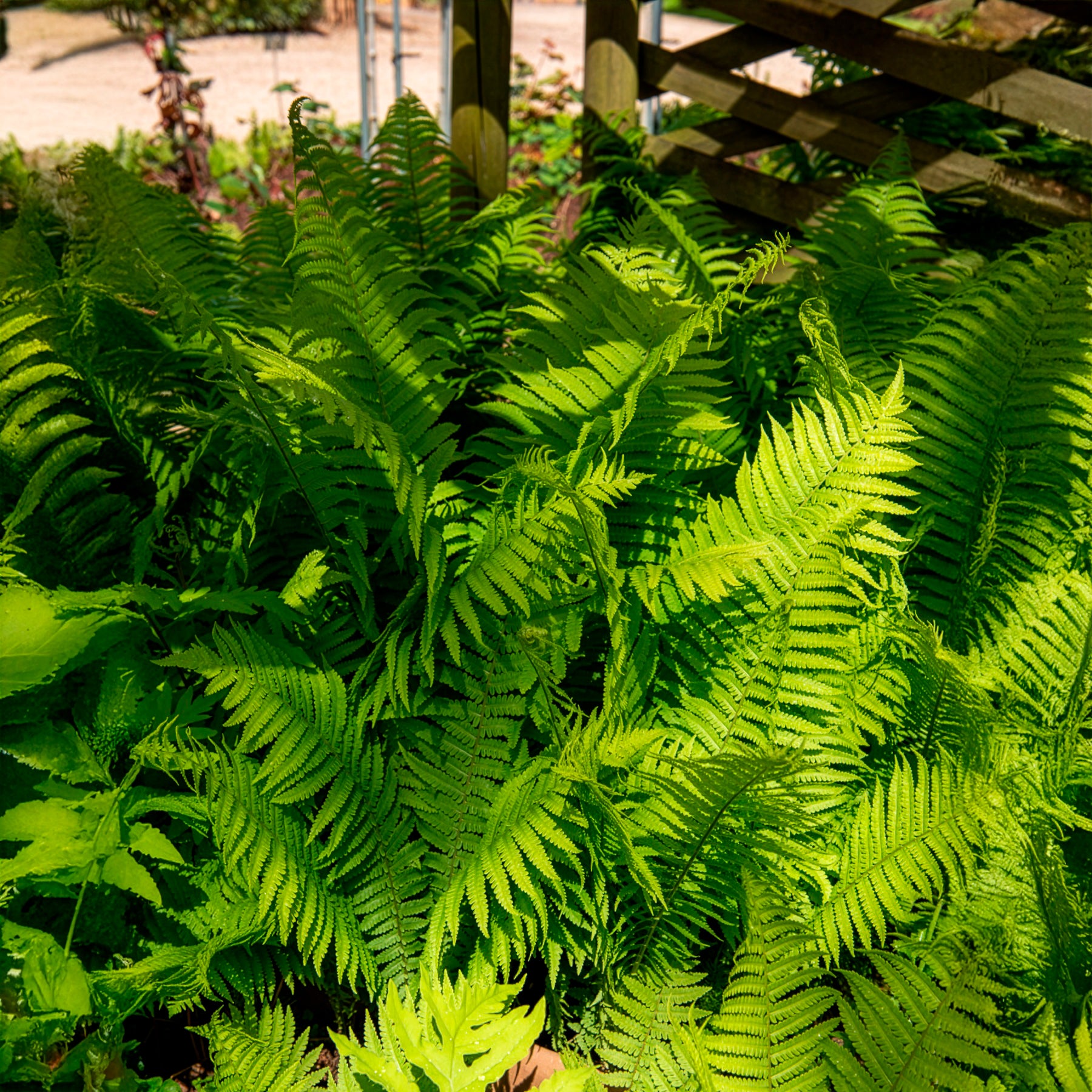 Verkoop Struisvaren (x2) - Vaste planten