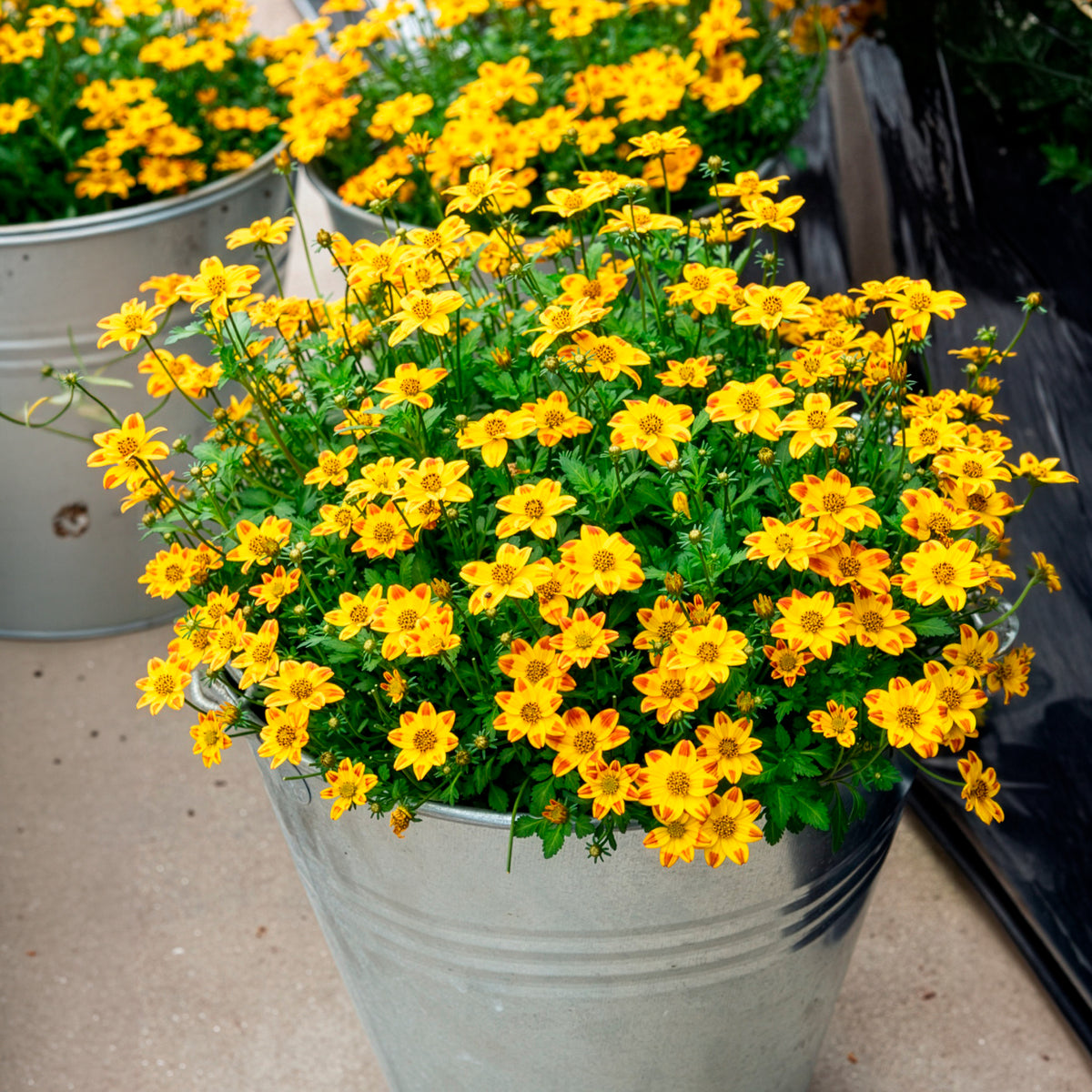 Bidens rood oranje (x3) - Bidens ferulifolia Beedance Painted Yellow - Bakker