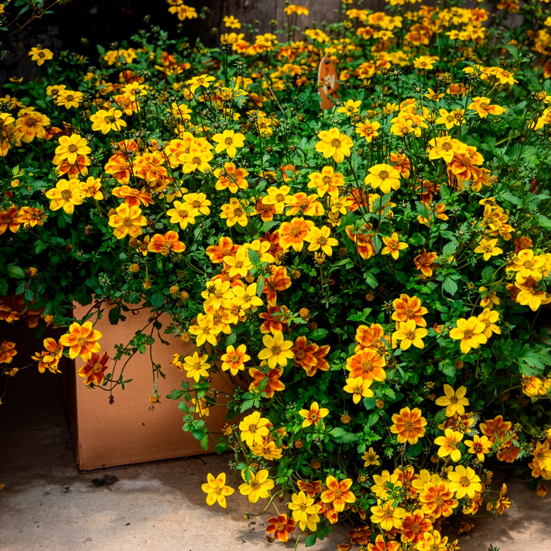 Bidens ferulifolia beedance painted yellow - Bidens rood oranje (x3) - Vaste planten