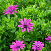 Spaanse margriet - paars (x3)