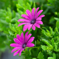 Spaanse margriet - paars (x3) - Osteospermum margarita purple - Bakker