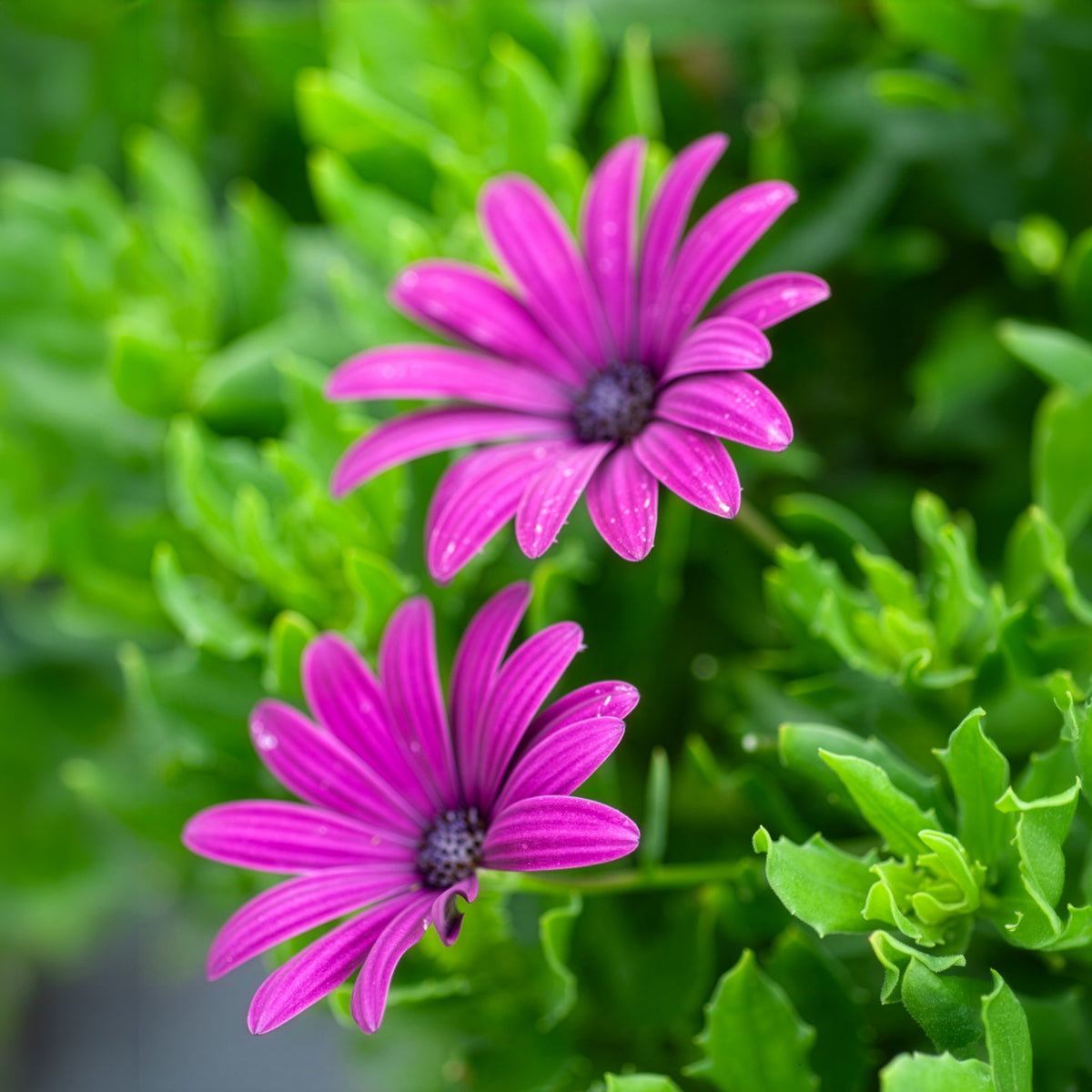 Spaanse margriet - paars (x3) - Osteospermum margarita purple - Bakker