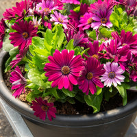 Balkon- en terrasplanten voor pot en bak - Spaanse margriet - paars (x3) - Osteospermum margarita purple