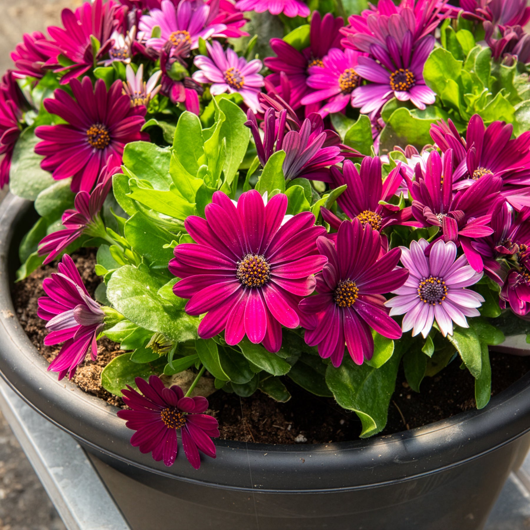 Balkon- en terrasplanten voor pot en bak - Spaanse margriet - paars (x3) - Osteospermum margarita purple