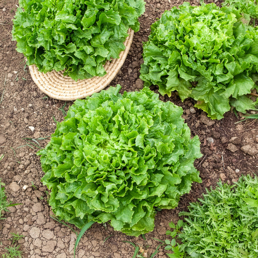 Andijvie Nuance BIO - Bakker