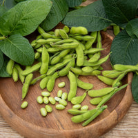Glycine max - Edamame boon - Moestuinzaden