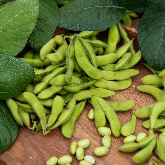 Edamame boon - Bakker