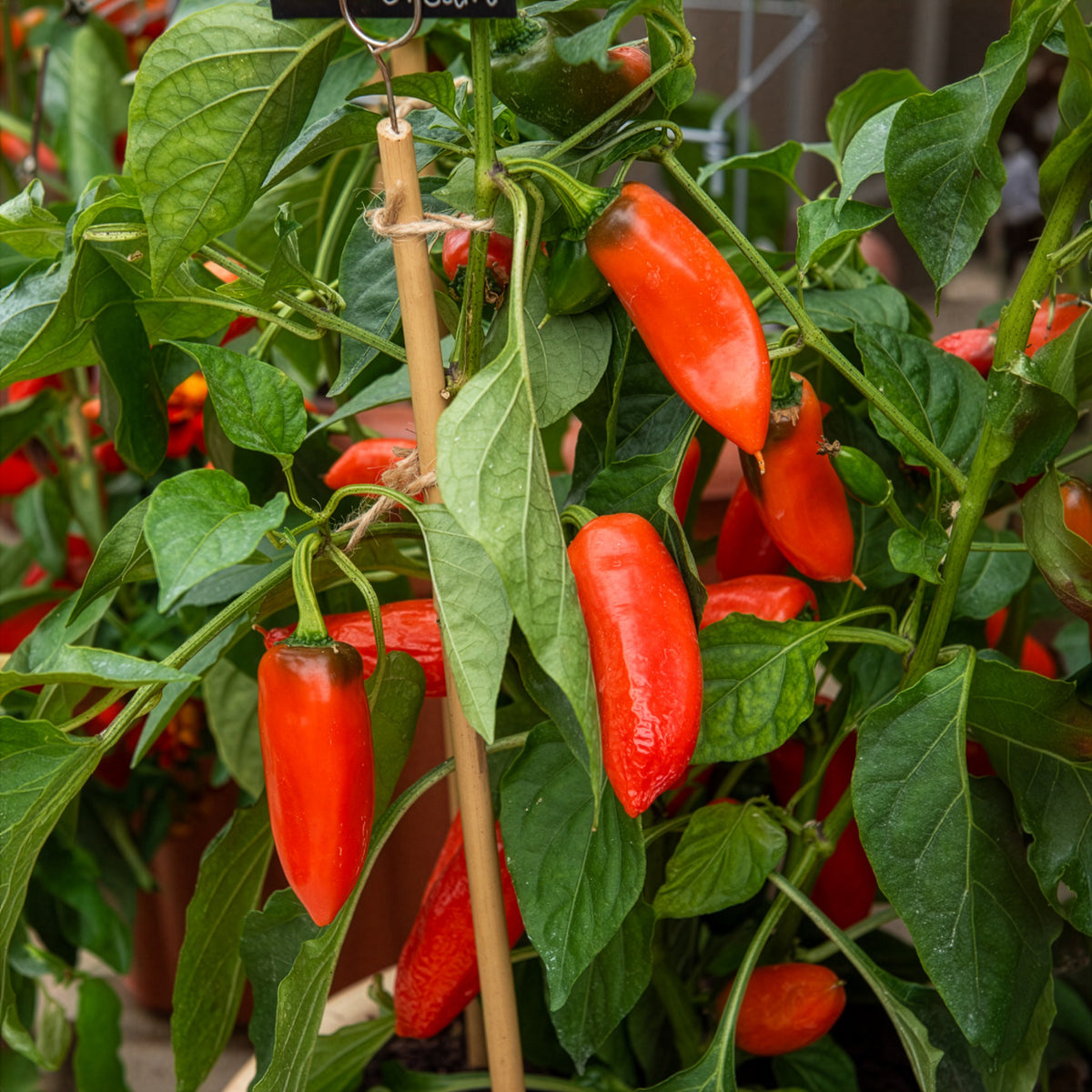 Potpaprika Tangerine Dream F - Capsicum annuum tangerine dream f1 - Bakker