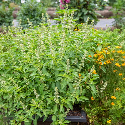 Citroenbasilicum - Bakker