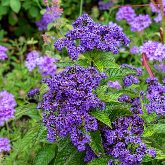 Vanillebloem Heliotropium Marine - Heliotropium arborescens - Bakker