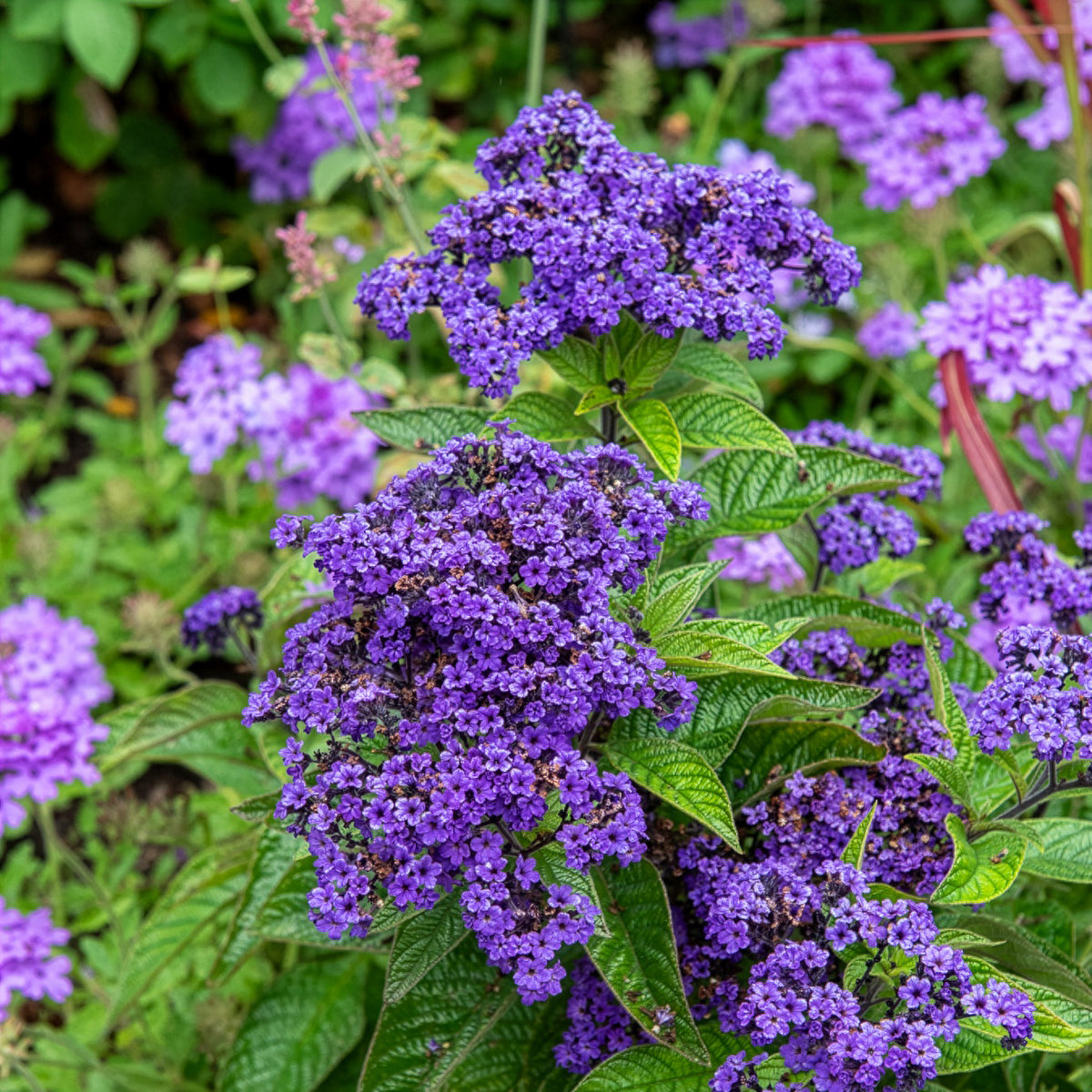 Vanillebloem Heliotropium Marine - Heliotropium arborescens - Bakker