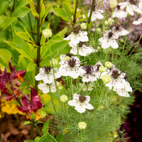 Juffertje in 't Groen Nigella African Bride - Nigella papillosa - Bakker