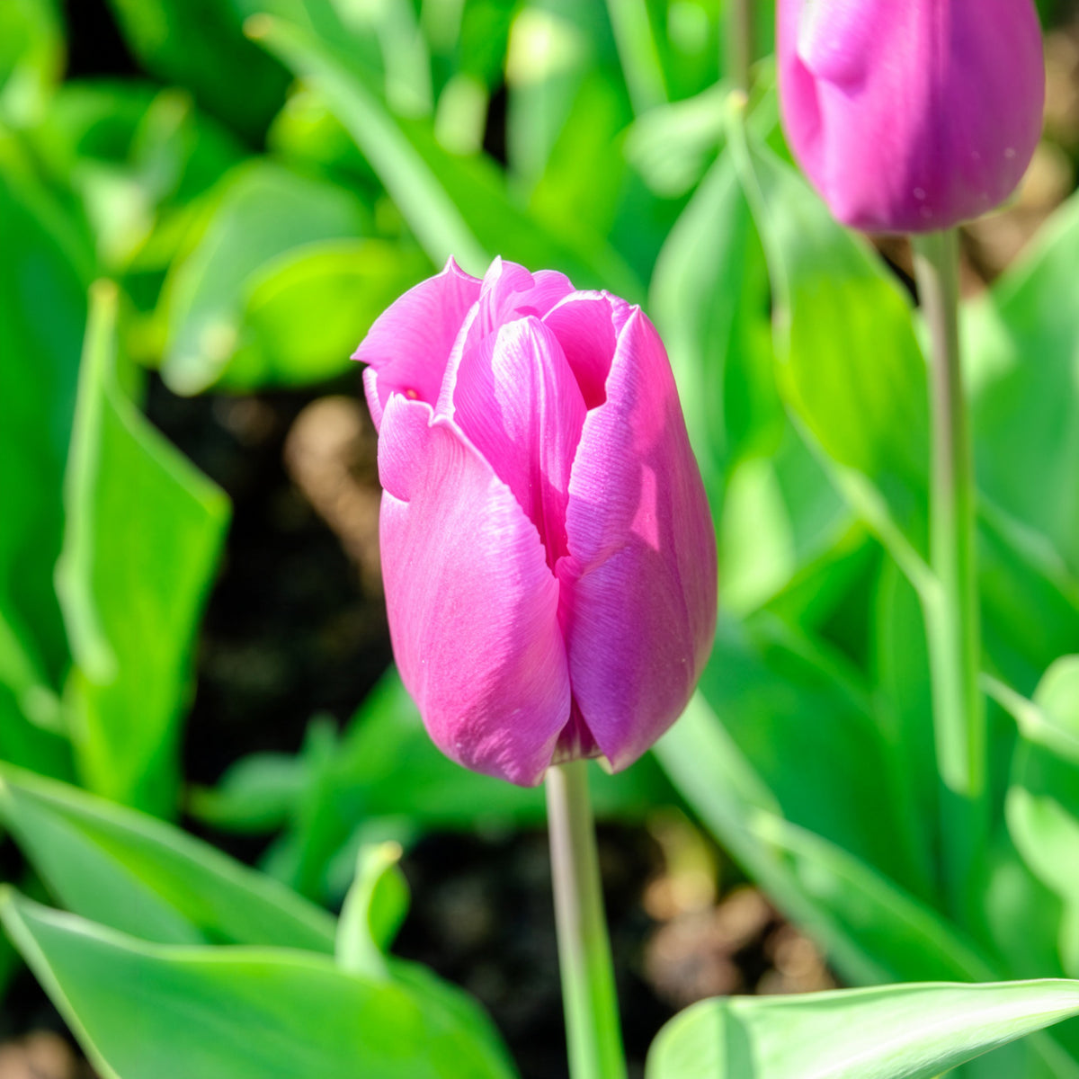 Triumph tulpen 'Blue beauty' (x10)
