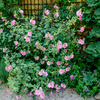 Struikmalva (x2) - Bakker