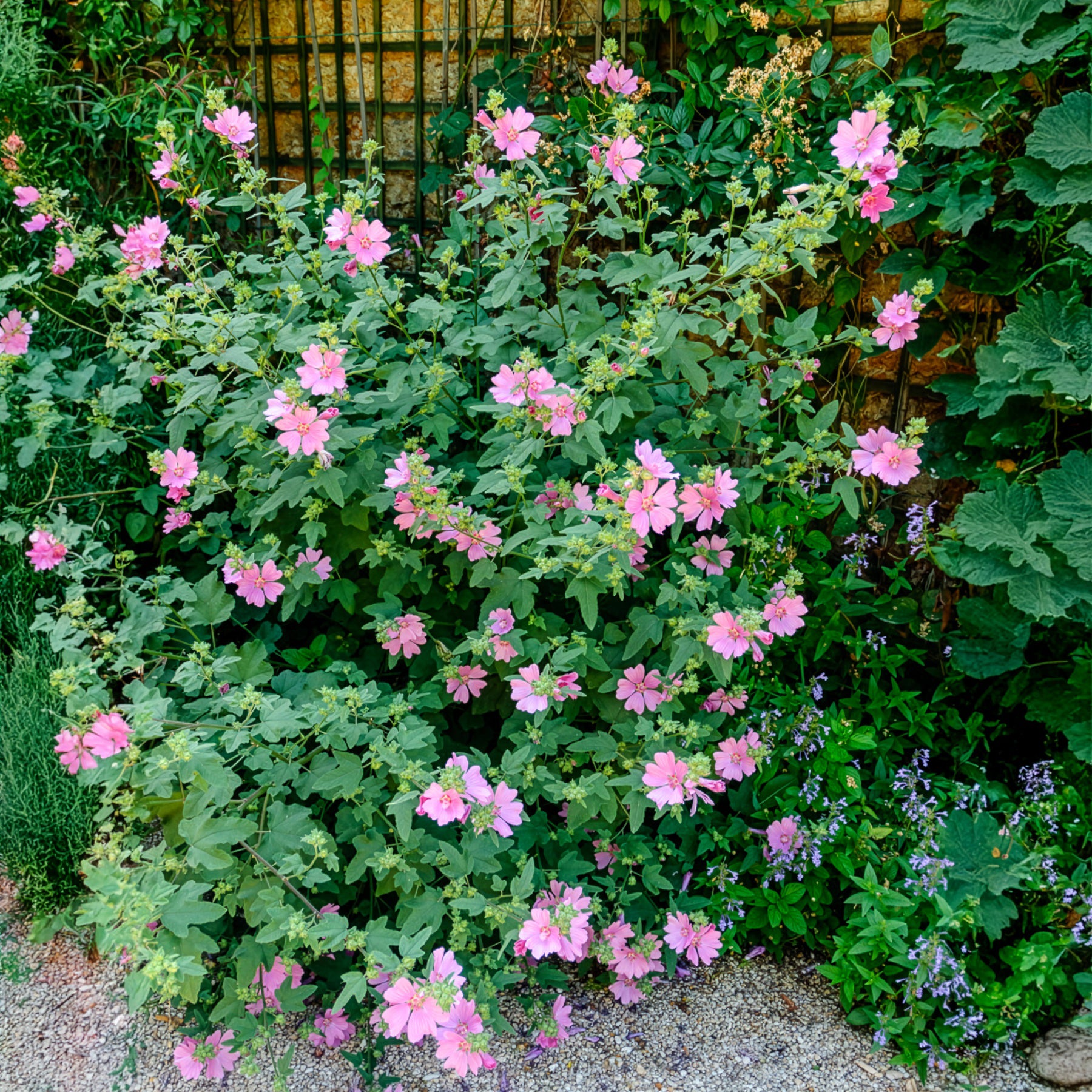 Struikmalva (x2) - Bakker