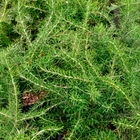 Rozemarijn 'Pointe du Raz' - Rosmarinus officinalis Pointe du Raz - Bakker
