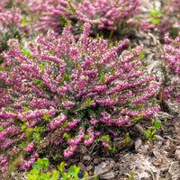 Winterheide 'Ghost Hills' - Erica darleyensis ghost hills - Bakker