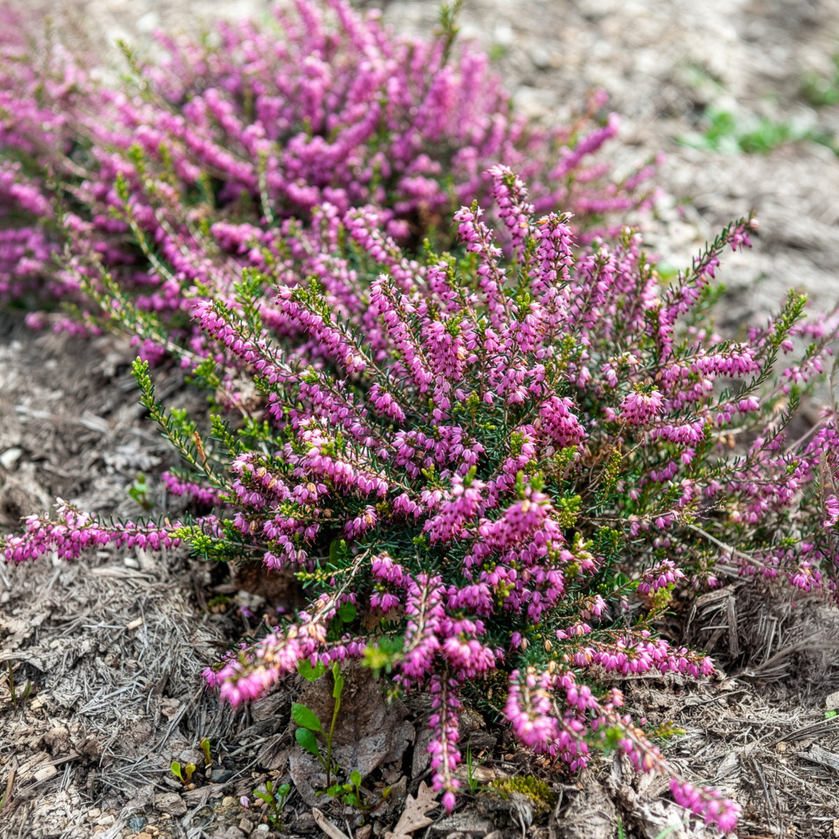 Winterheide 'Ghost Hills' - Erica darleyensis ghost hills - Bakker