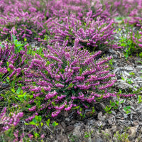 Erica darleyensis ghost hills - Winterheide 'Ghost Hills' - Bloeiende vaste planten
