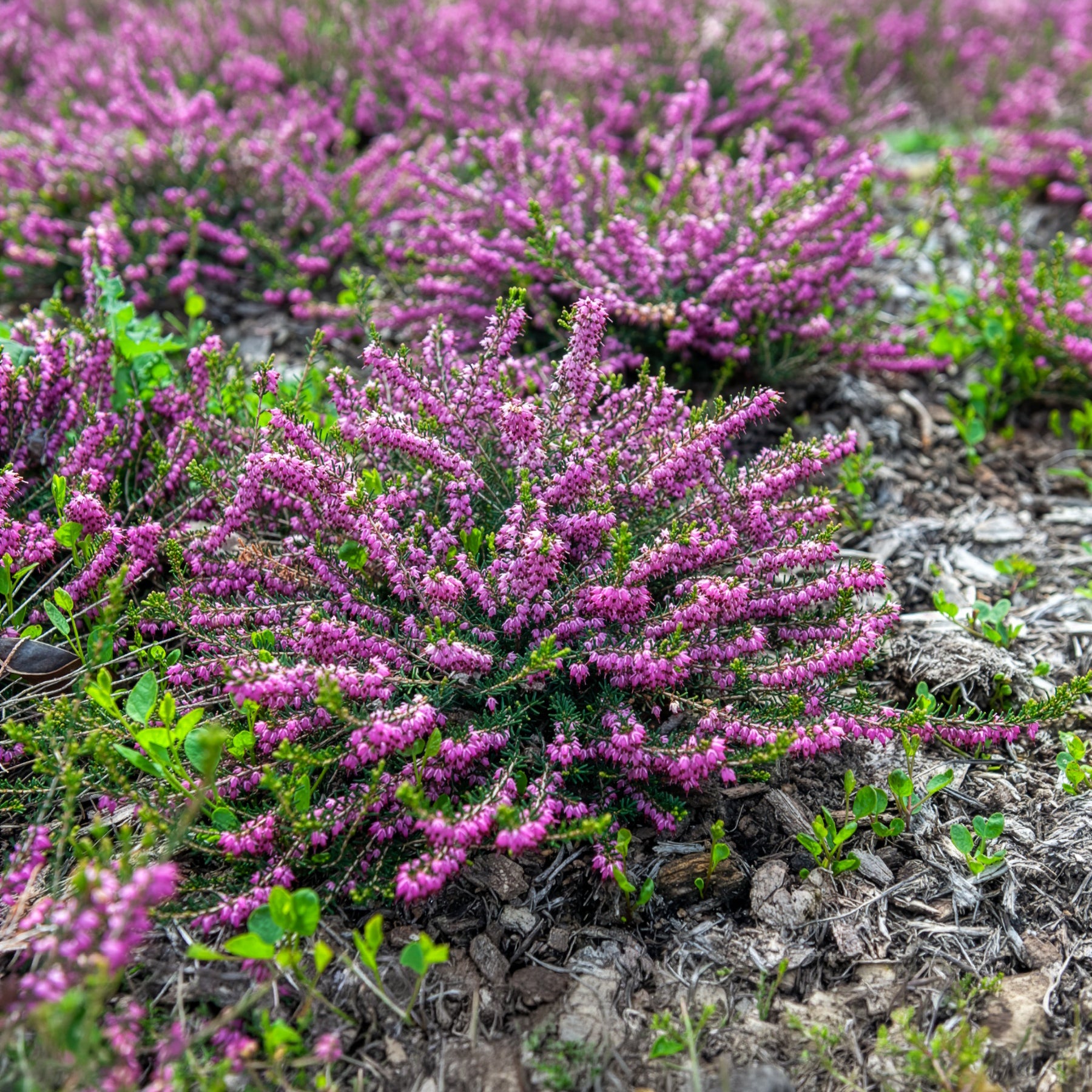 Erica darleyensis ghost hills - Winterheide 'Ghost Hills' - Bloeiende vaste planten