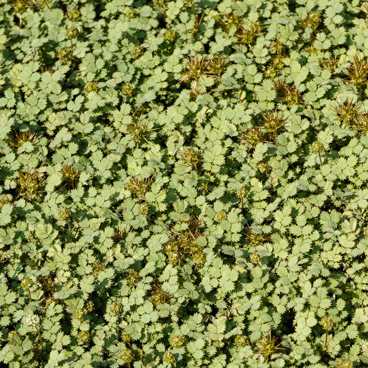 Stekelnootje - Bakker