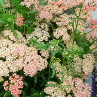 Achillea millefolium Apricot Delight - Duizendblad millefeuilles Apricot Delight - Vaste planten