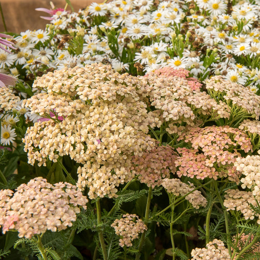 Duizendblad Lachsschönheit - Bakker