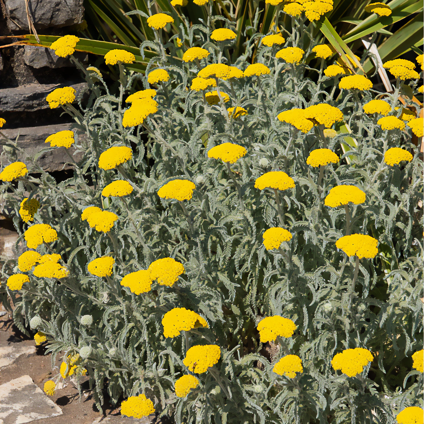 Duizendblad 'Little Moonshine' - Achillea moonshine - Bakker