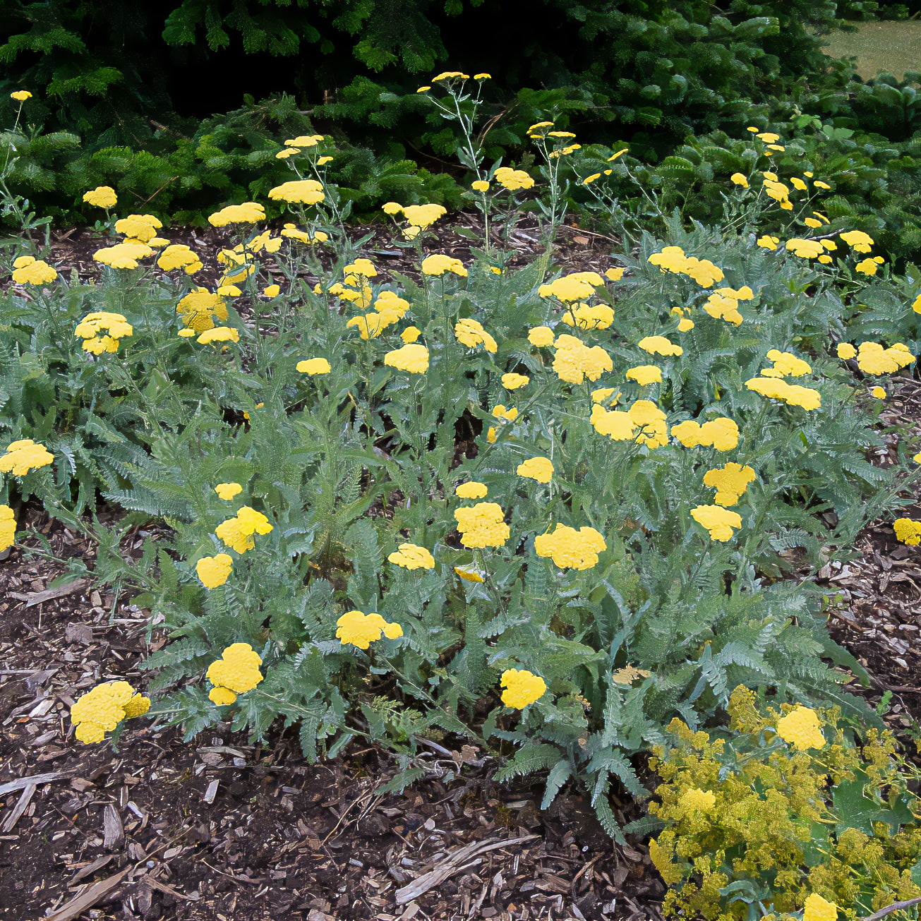 Achillea - Duizendblad - Duizendblad 'Little Moonshine' - Achillea moonshine