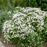 Achillea ptarmica the pearl - Duizendblad The Pearl - Duizendblad - Achillea